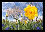 Keukenhof Hollandia 087